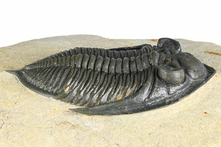 Fossil Zlichovaspis Trilobite - Atchana, Morocco #382824